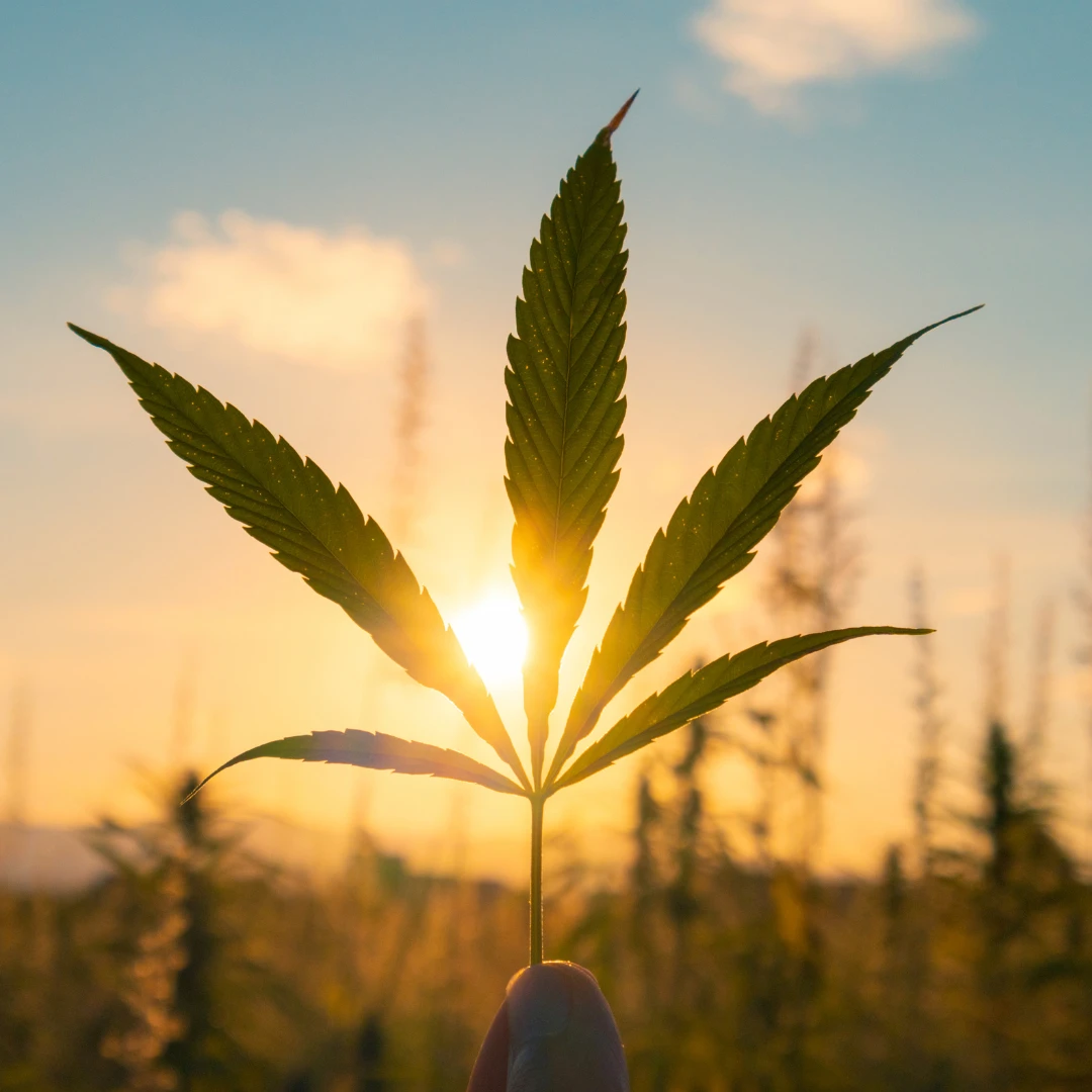 Climate Benefits of Cannabis. leaf at sunset