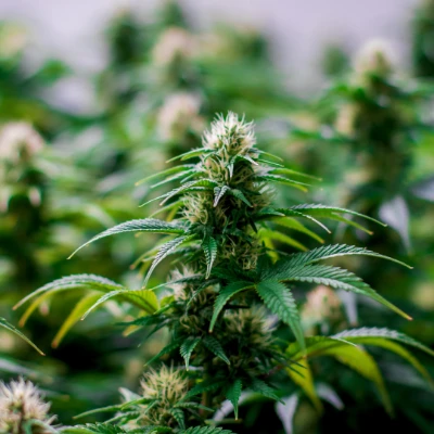 Quality Science Dedication - cannabis plants growing